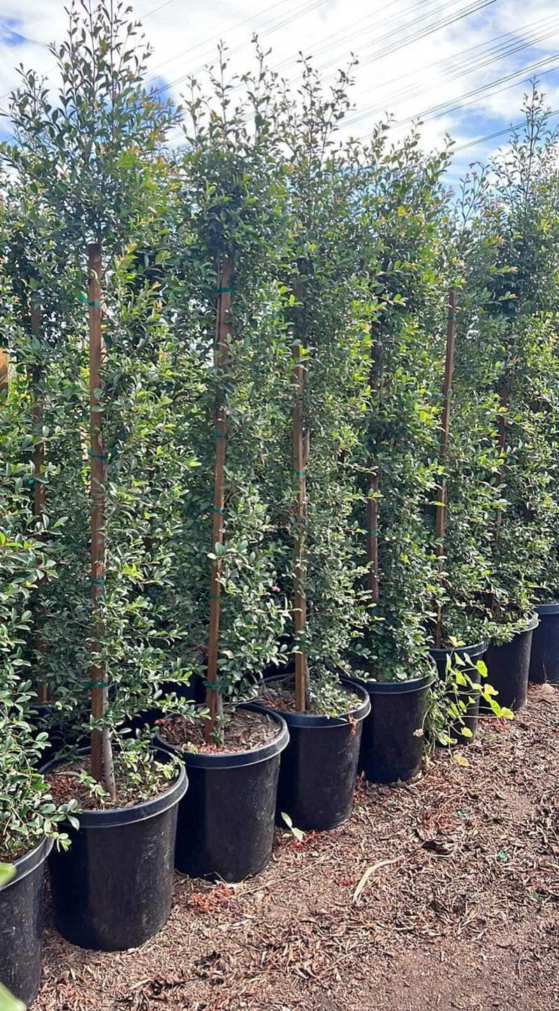 Eugenia — Australian Brush Cherry Hedge