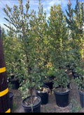 Carolina Cherry Laurel — Privacy Hedge