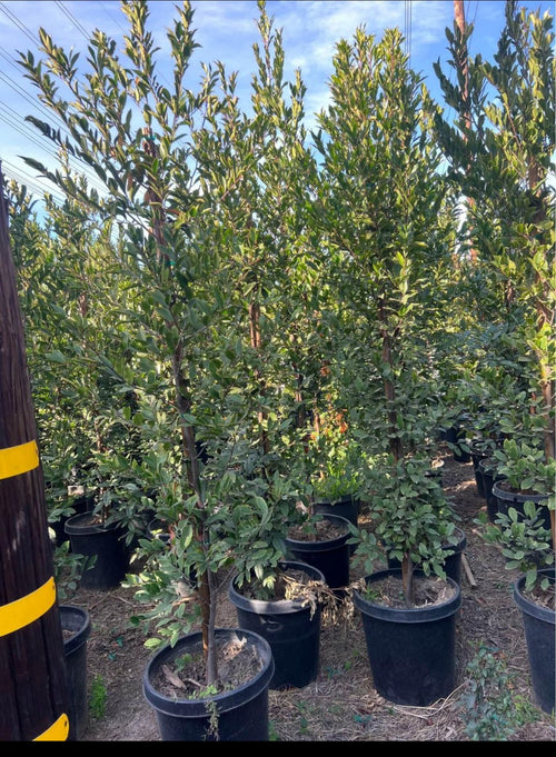 Carolina Cherry Laurel — Privacy Hedge