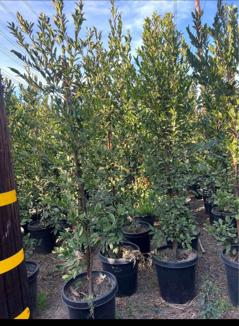 Carolina Cherry Laurel — Privacy Hedge