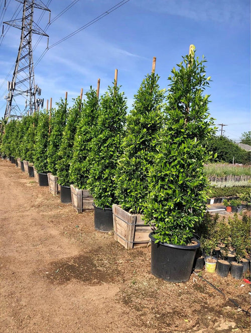 Ficus nitida privacy hedge plant