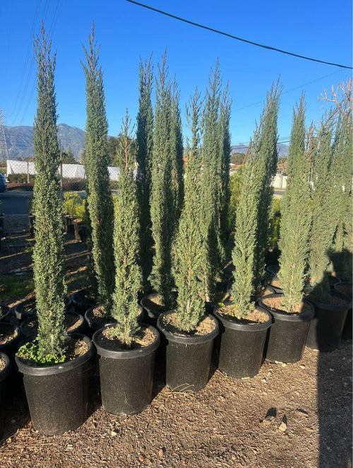 Italian Cypress — Upright Screening Tree