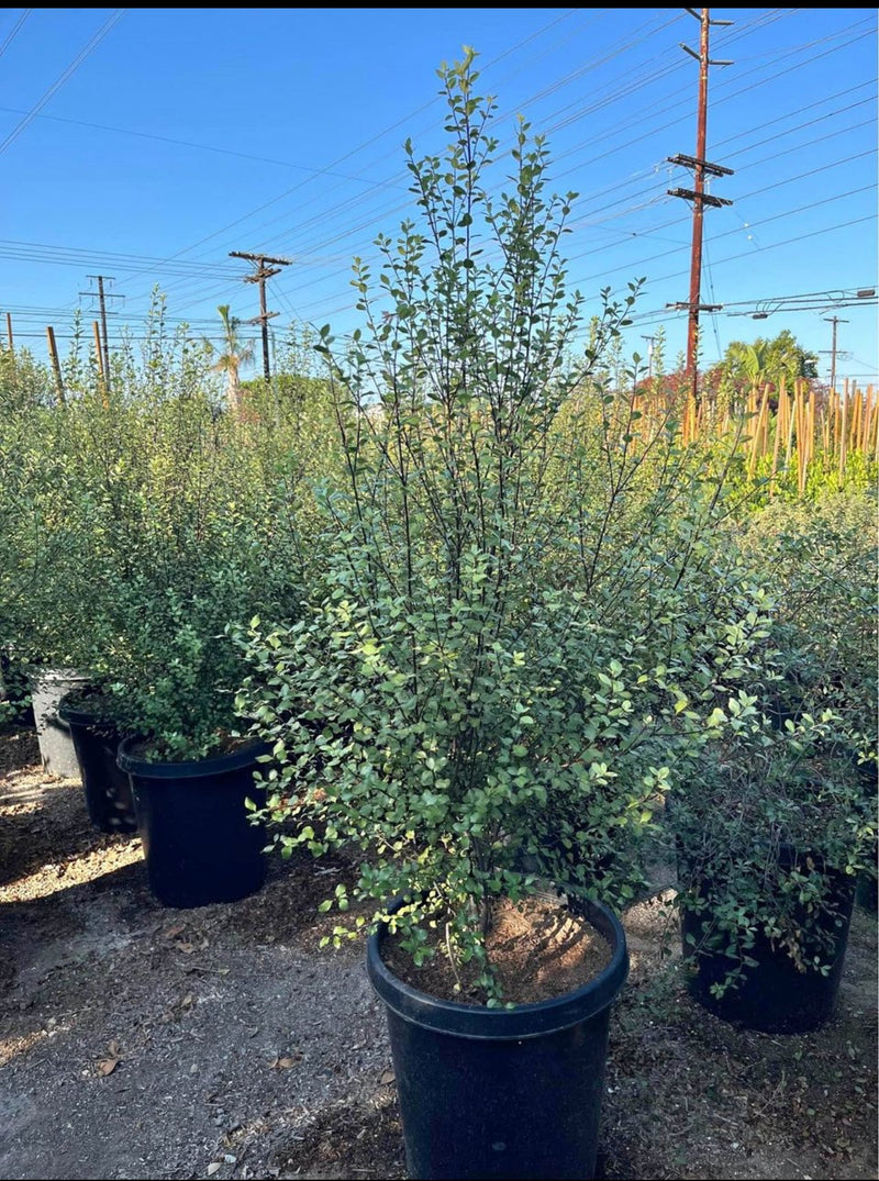 Pittosporum Tenuifolium — Evergreen Hedge