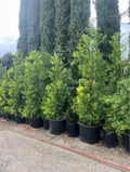 Podocarpus Gracilior — Fern Pine Hedge