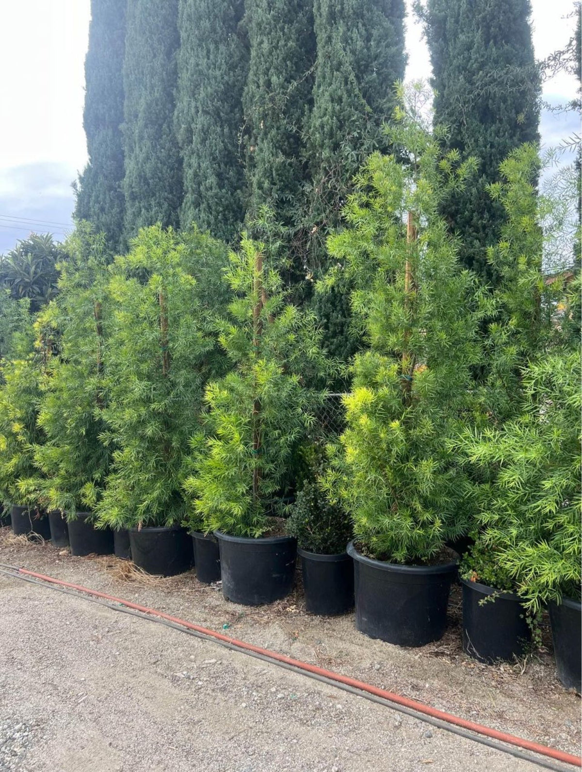 Podocarpus Gracilior — Fern Pine Hedge