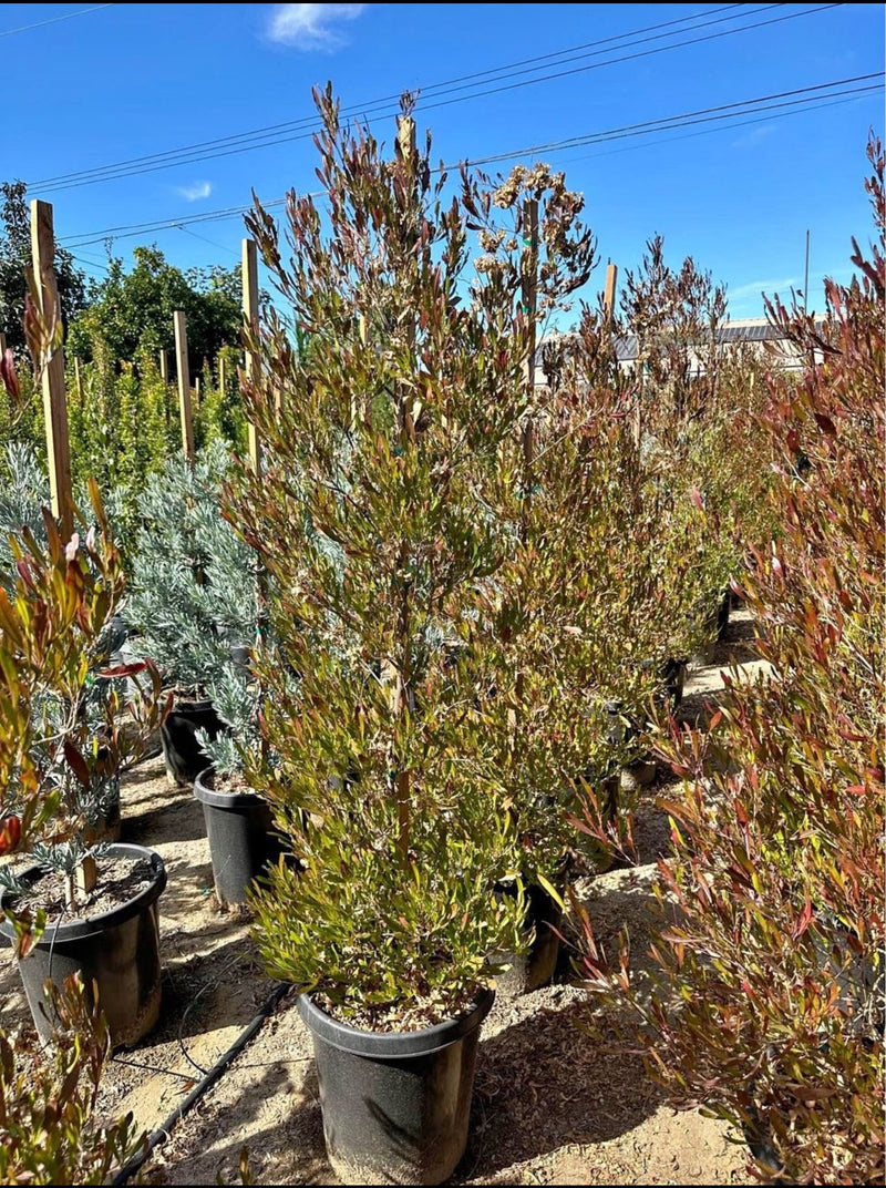 Purple Hopseed — Privacy Hedge