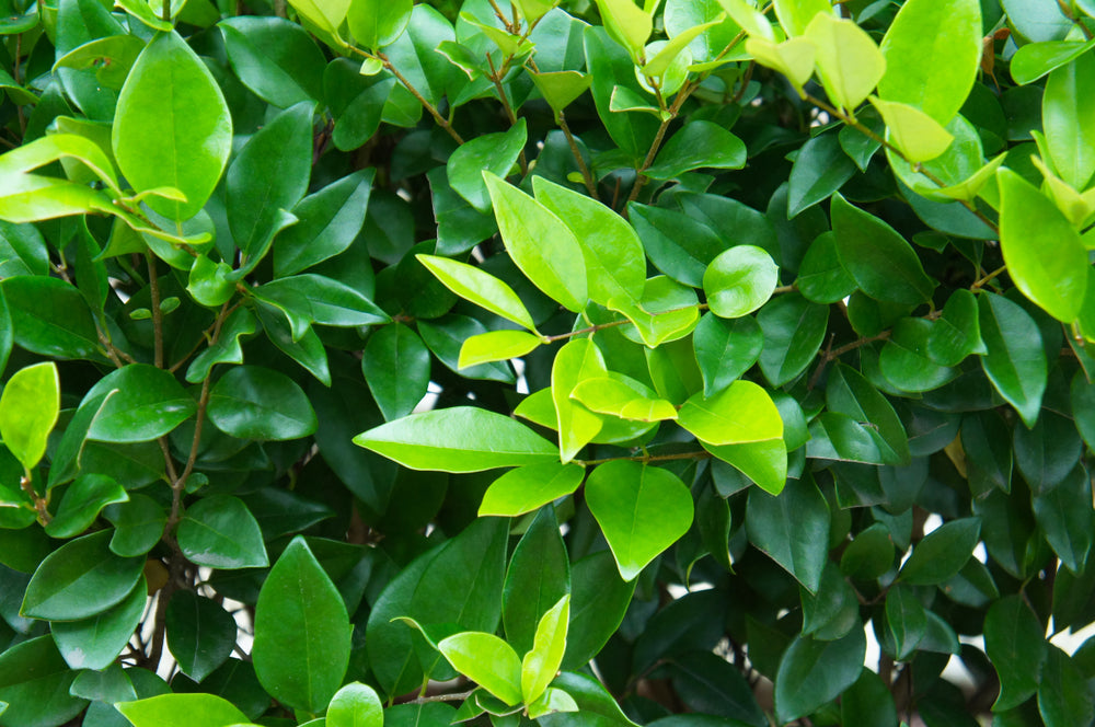 Texas Privet — Wax Leaf Privacy Hedge